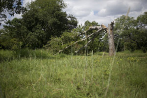 Onion Creek Metropolitan Park. CREDIT MIGUEL GUTIERREZ JR. / KUT