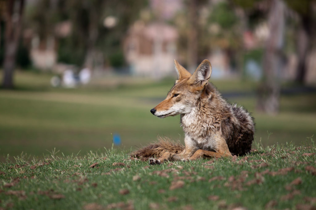 Coyote Doyenne