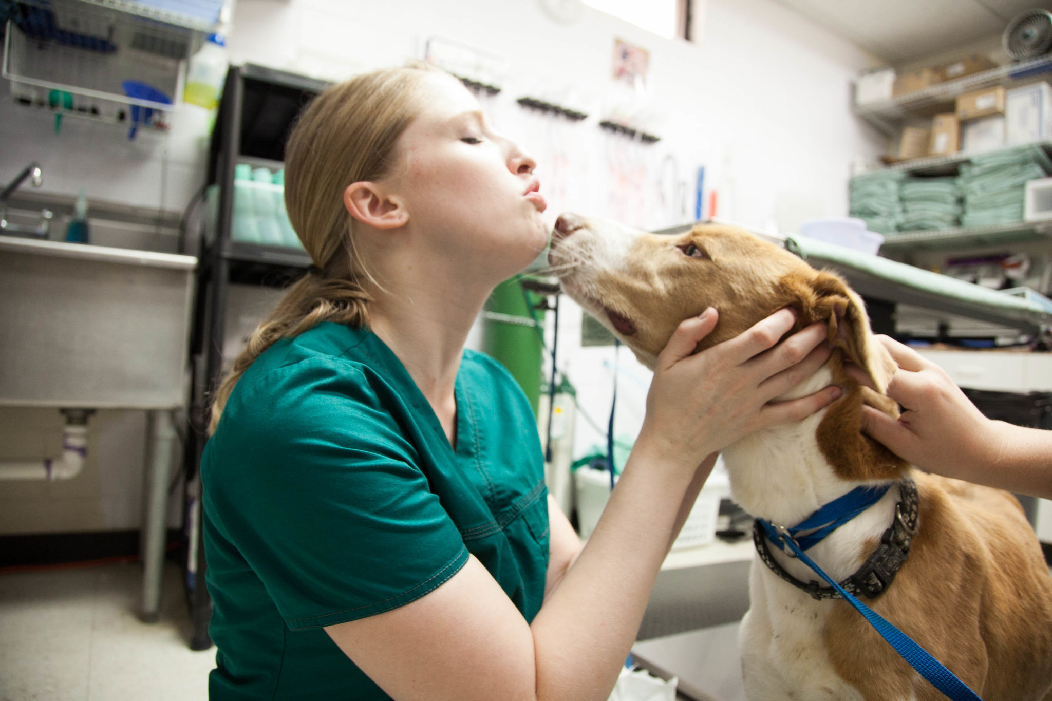 Animal center. Соня-vet. Ветеринарный фельдшер. АНРО ветеринари сохаси.