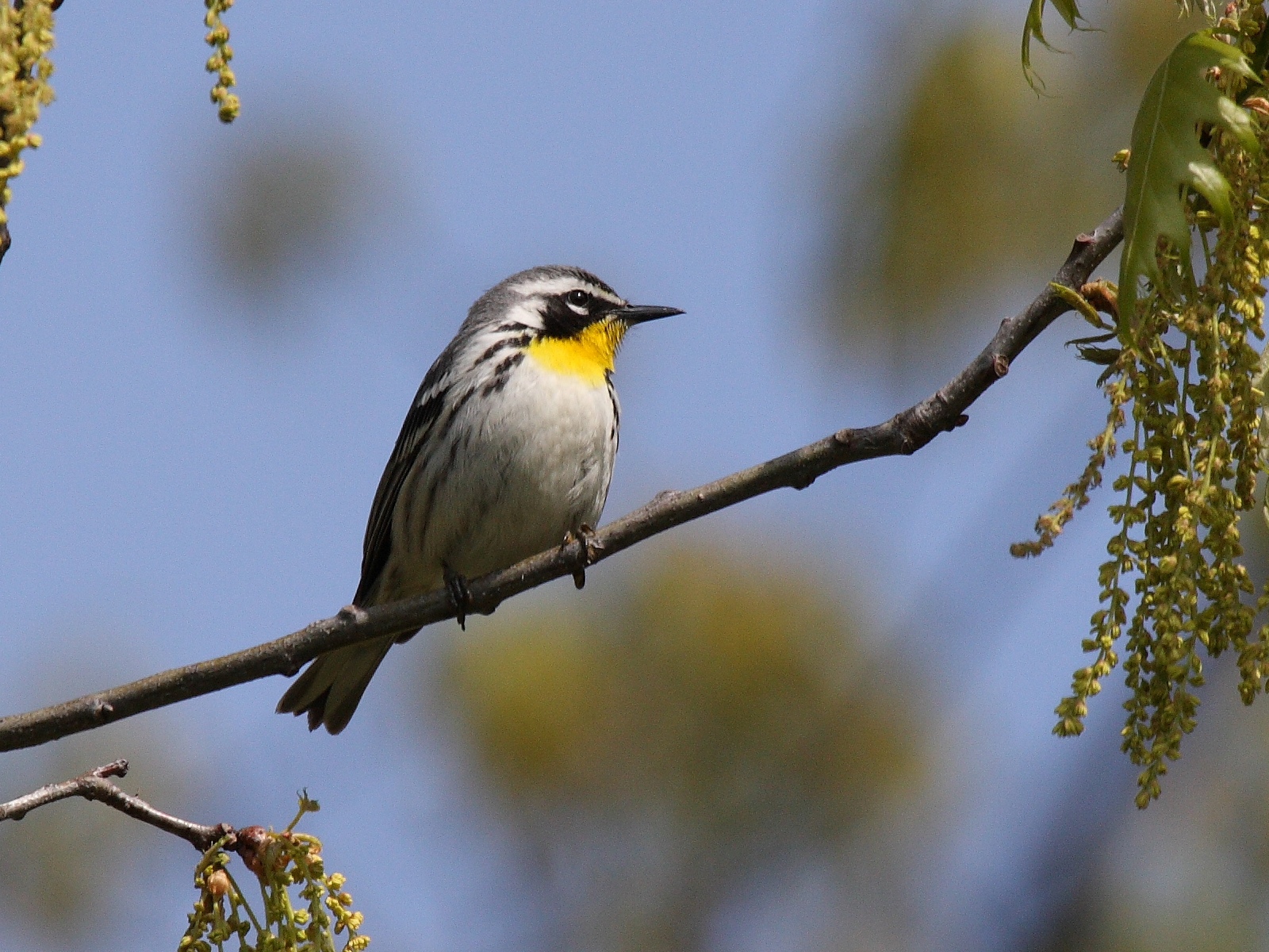 Conservation groups promote 'Lights Out' to protect migrating birds ...