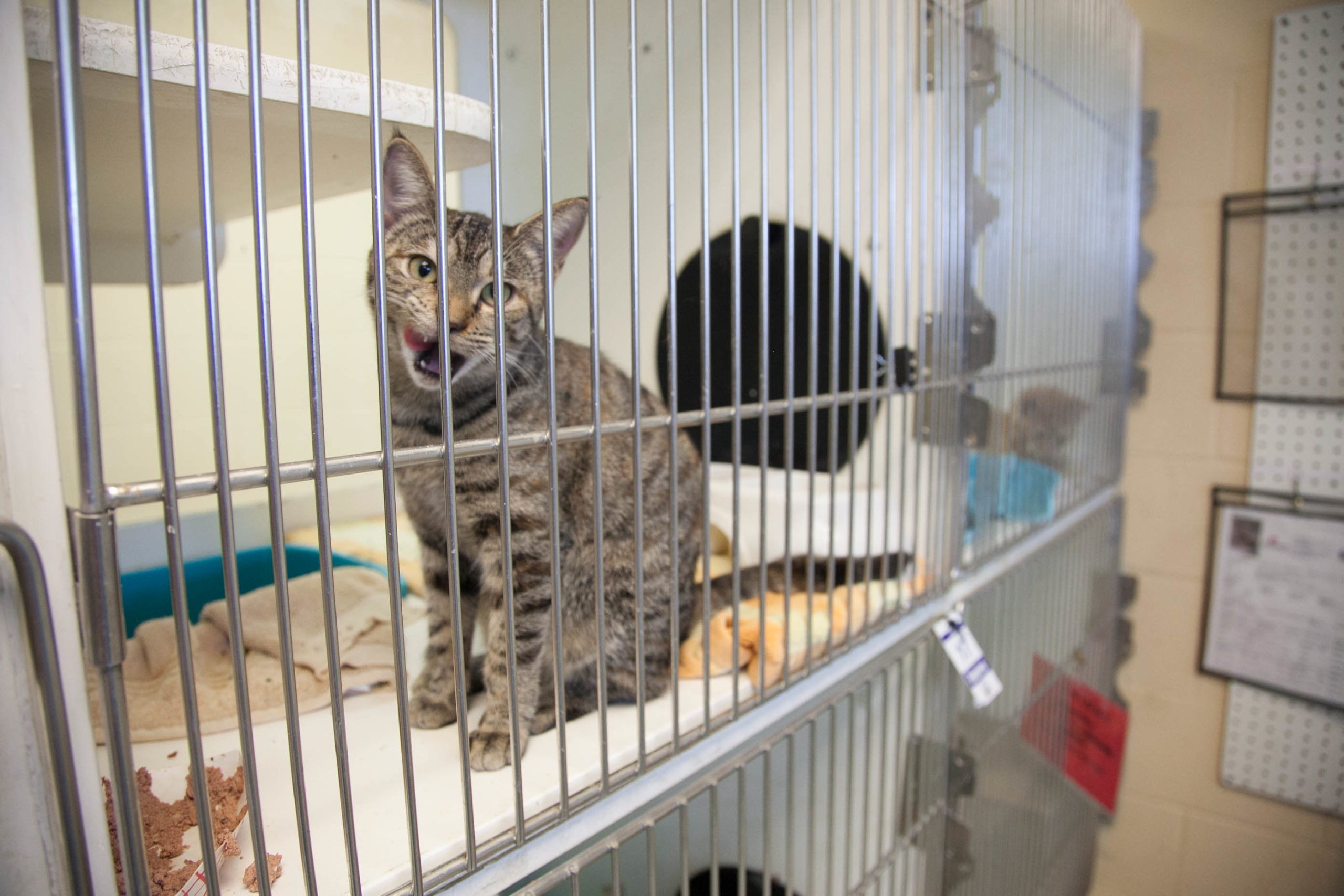 Austin Animal Center faces questions about monthly update Austin