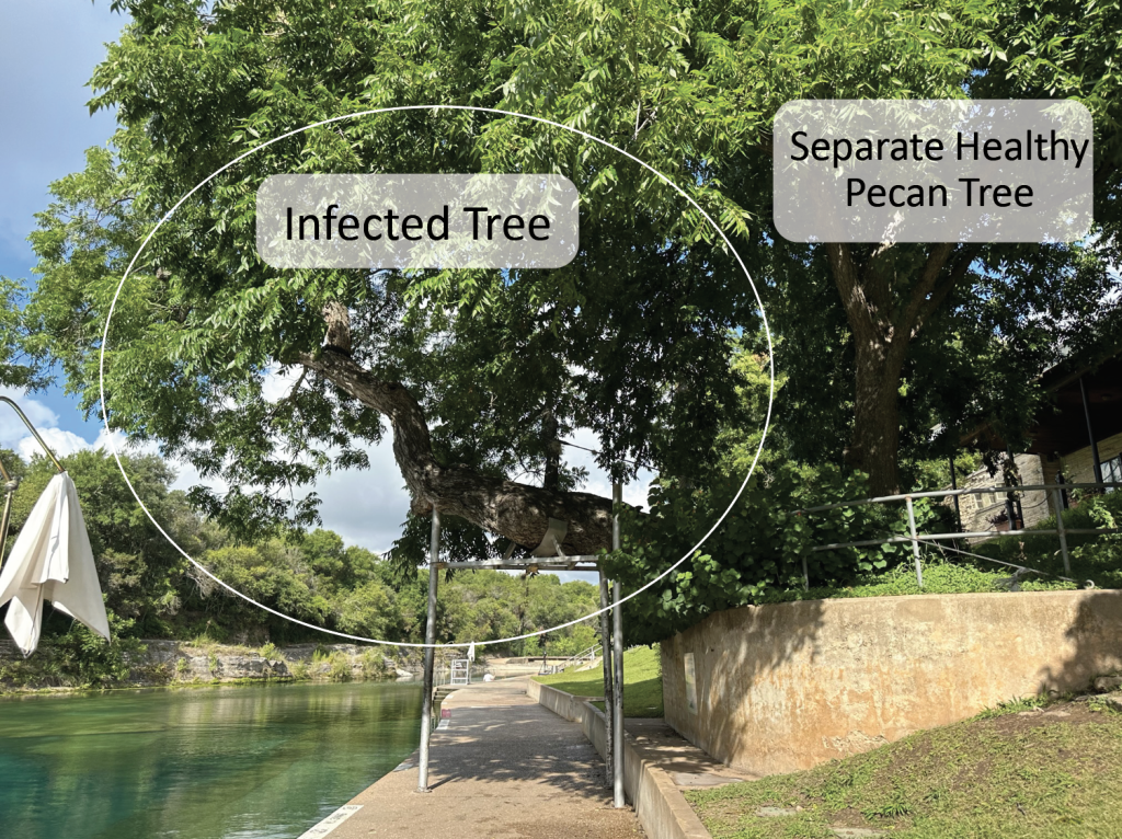 https://www.austinmonitor.com/wp-content/uploads/2023/08/Barton-Springs-Infected-Tree.png