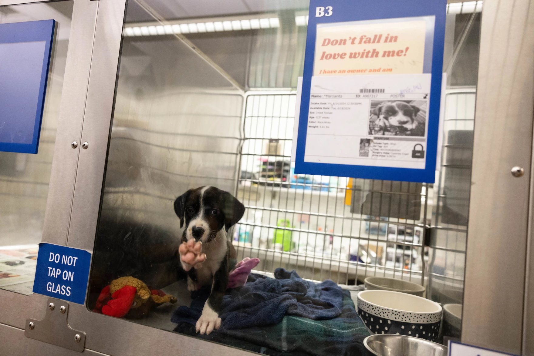 More animals must leave the shelter before Austin Animal Center will ...